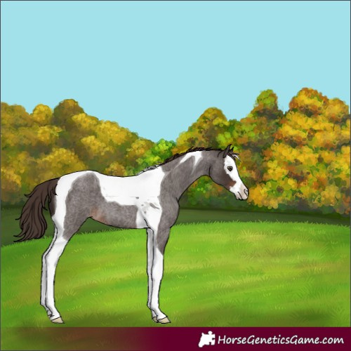 Horse Color:Liver Red Roan Splash Tobiano 