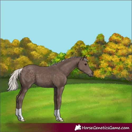 Horse Color:Unknown 