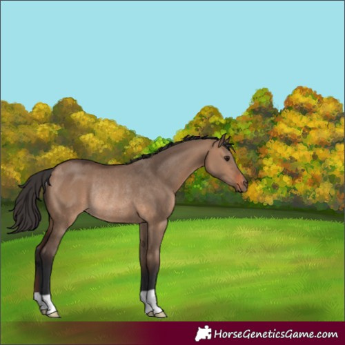 Horse Color:Unknown 