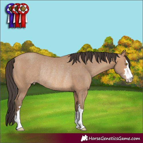 Horse Color:Amber Champagne Rabicano 