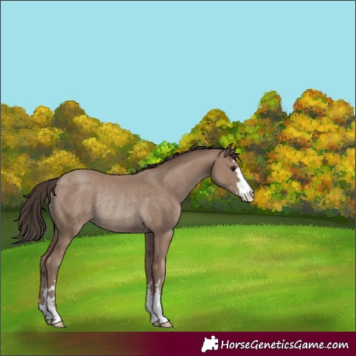 Horse Color:Unknown 