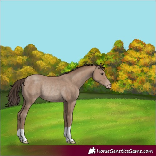 Horse Color:Unknown 