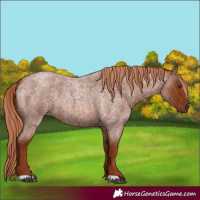 Horse Color:Red Roan