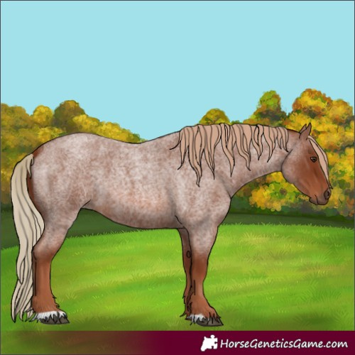 Horse Color:Red Roan