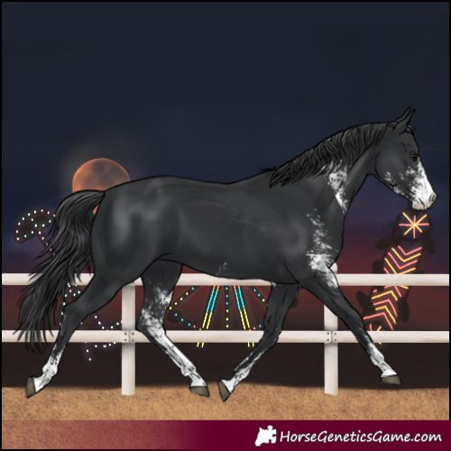 Horse Color:Black Sabino 