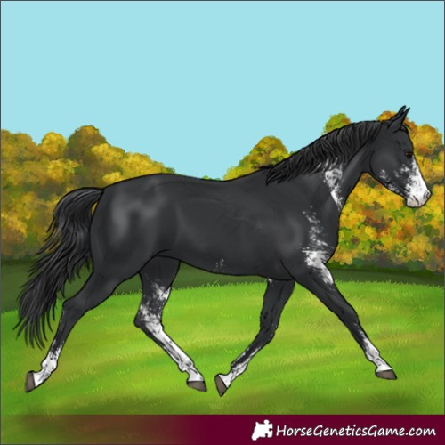Horse Color:Black Sabino 