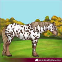 Horse Color:Gray Chestnut Near Leopard 