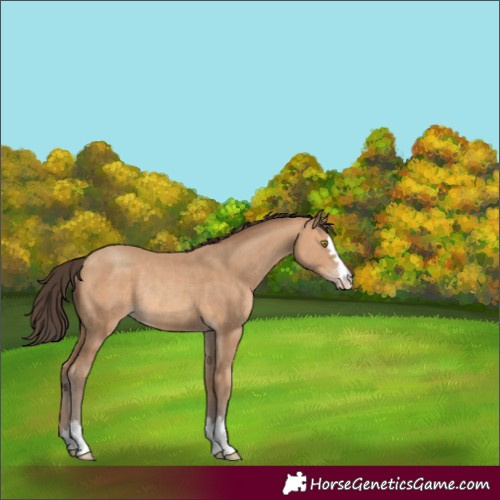 Horse Color:Unknown 