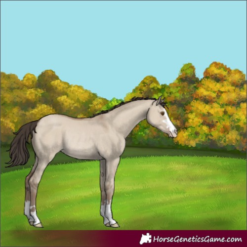 Horse Color:Unknown 