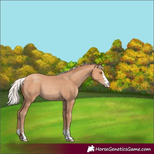 Horse Color:Unknown 