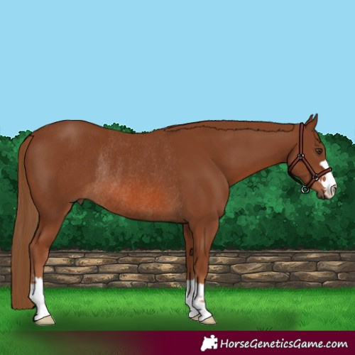 Horse Color:Chestnut Rabicano