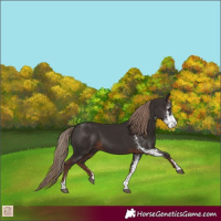 Horse Color:Liver Chestnut Sabino
