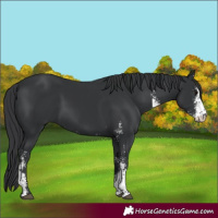 Horse Color:Black Sabino