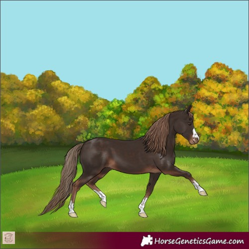 Horse Color:Liver Chestnut 