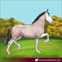 Horse Color:White Spotted Bay Roan Splash 