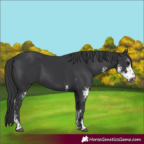Horse Color:Black Sabino 