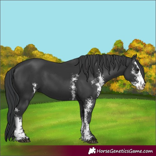 Horse Color:Black Sabino