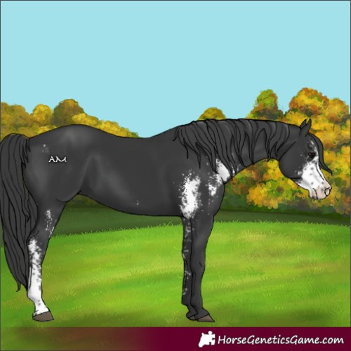 Horse Color:Black Sabino