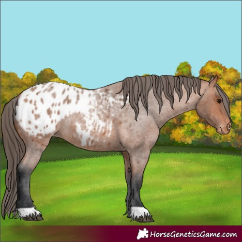 Horse Color:Bay Roan Appaloosa 
