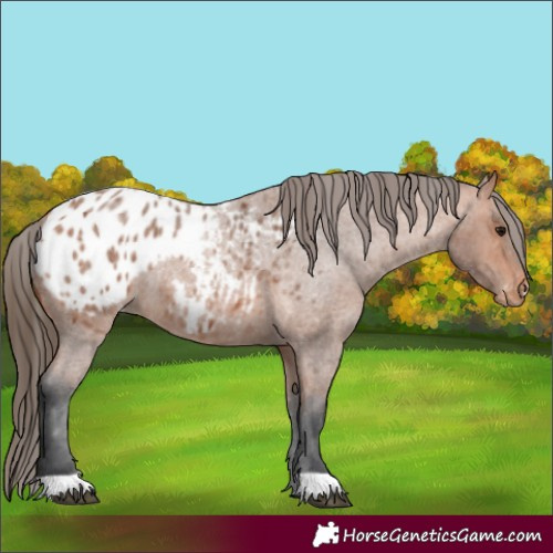 Horse Color:Bay Roan Appaloosa 
