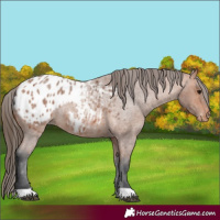 Horse Color:Bay Roan Blanket 