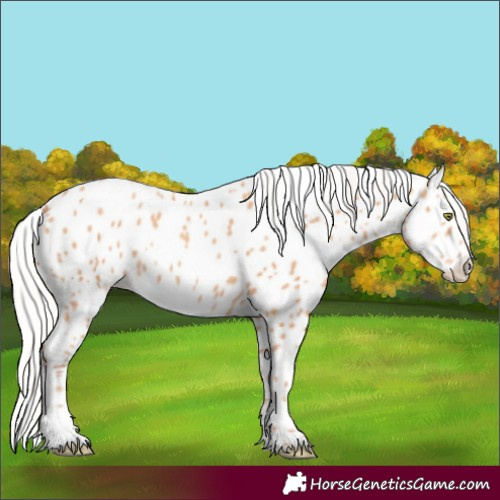 Horse Color:Silver Amber Champagne Appaloosa 