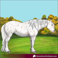 Horse Color:Silver Amber Champagne Appaloosa 