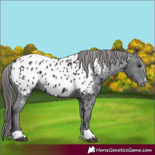 Horse Color:Black Appaloosa 