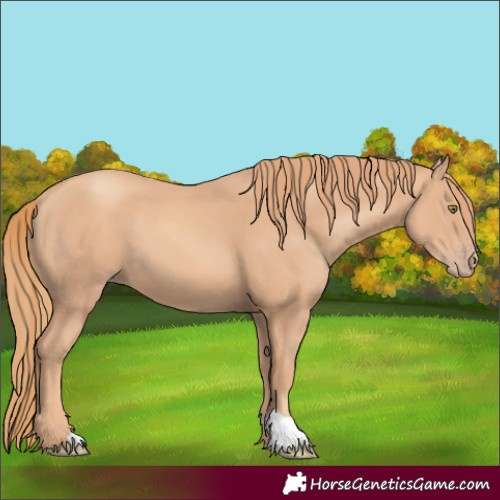 Horse Color:Gold Champagne 