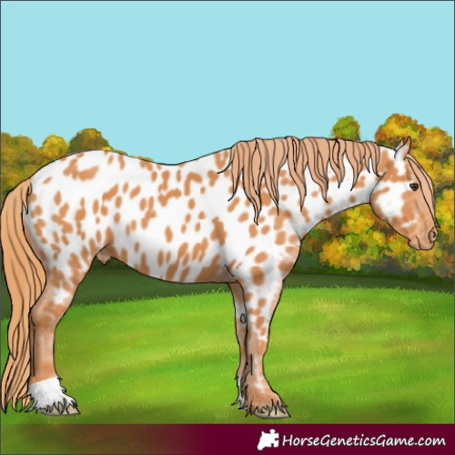 Horse Color:Chestnut Near Leopard
