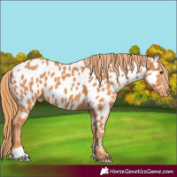 Horse Color:Chestnut Appaloosa