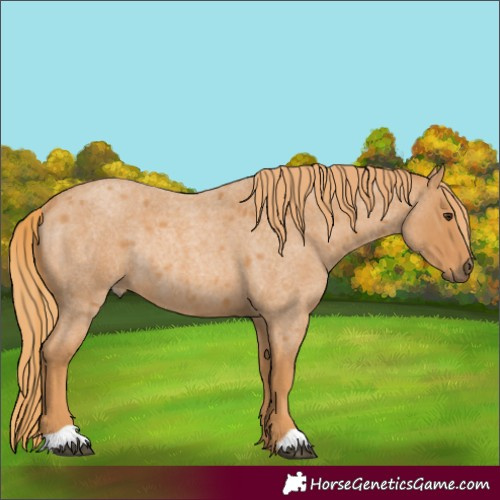 Horse Color:Red Roan Rabicano 