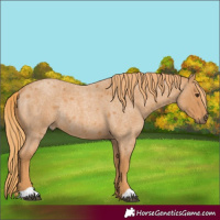 Horse Color:Red Roan Rabicano 
