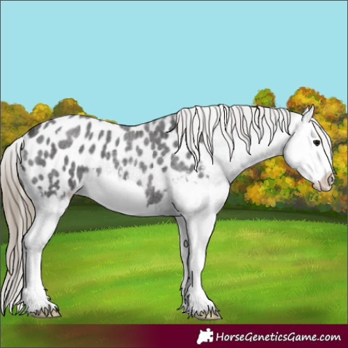 Horse Color:Smoky Blue Roan Splash Appaloosa 