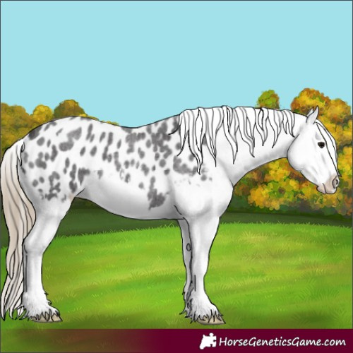 Horse Color:Smoky Blue Roan Splash Appaloosa