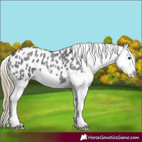 Horse Color:Smoky Blue Roan Splash Blanket 