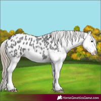 Horse Color:Smoky Blue Roan Splash Appaloosa