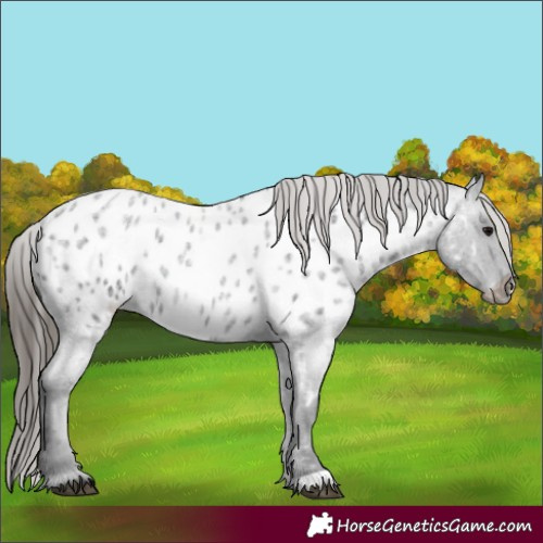 Horse Color:Blue Roan Appaloosa Rabicano