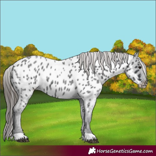 Horse Color:Blue Roan Appaloosa 