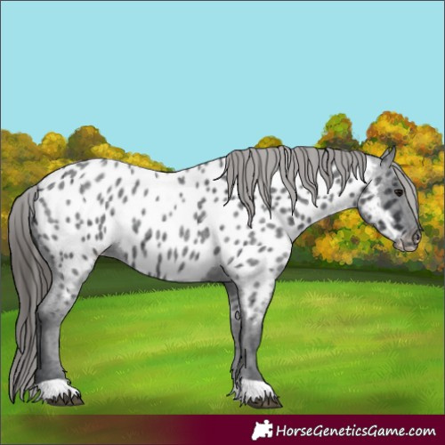 Horse Color:Blue Roan Appaloosa 