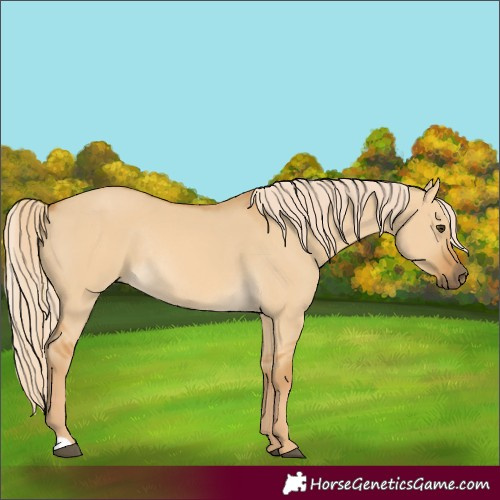 Horse Color:Palomino Dun Rabicano 