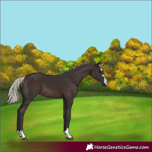 Horse Color:Silver Brown 