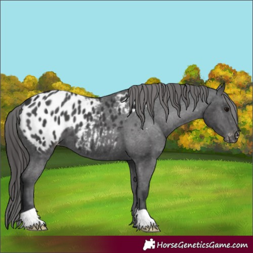 Horse Color:Black Appaloosa 