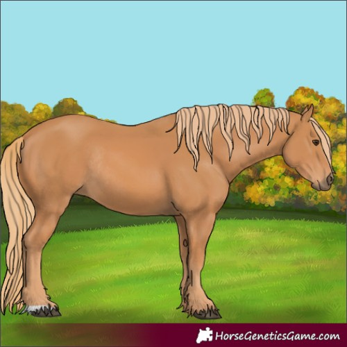 Horse Color:Chestnut Rabicano 