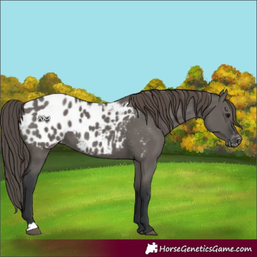Horse Color:Grullo Appaloosa 