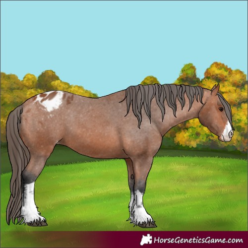 Horse Color:White Spotted Bay Appaloosa 