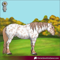 Horse Color:Red Roan Appaloosa 
