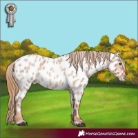 Horse Color:Red Roan Appaloosa 