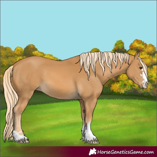 Horse Color:Palomino