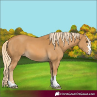 Horse Color:Palomino 